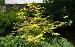 Golden Spring Winter Hazel (Corylopsis) - 1 Gallon Pot 24 Golden Spring Winter Hazel (Corylopsis) - 1 Gallon Pot -Garden & Outdoors corylopsis spicata golden spring winterhazel 6