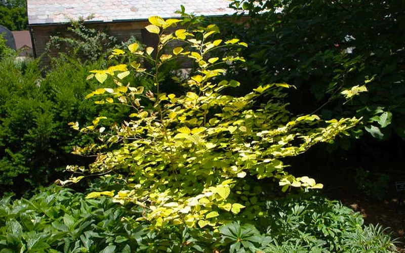 Golden Spring Winter Hazel (Corylopsis) - 1 Gallon Pot 12 Golden Spring Winter Hazel (Corylopsis) - 1 Gallon Pot - Image 12