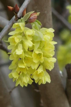 Golden Spring Winter Hazel (Corylopsis) - 1 Gallon Pot 21 Golden Spring Winter Hazel (Corylopsis) - 1 Gallon Pot -Garden & Outdoors corylopsis spicata golden spring winterhazel 7