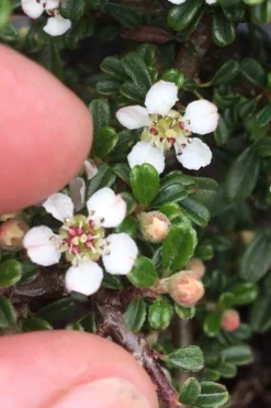 Streib's Findling Cotoneaster - 1 Gallon Pot 16 Streib's Findling Cotoneaster - 1 Gallon Pot -Garden & Outdoors cotoneaster dammeri streibs findling 3