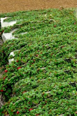 Streib's Findling Cotoneaster - 1 Gallon Pot 14 Streib's Findling Cotoneaster - 1 Gallon Pot -Garden & Outdoors cotoneaster dammeri streibs findling 5