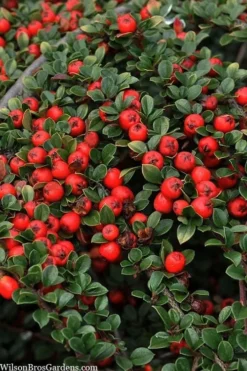 Streib's Findling Cotoneaster - 1 Gallon Pot 13 Streib's Findling Cotoneaster - 1 Gallon Pot -Garden & Outdoors cotoneaster dammeri streibs findling 8
