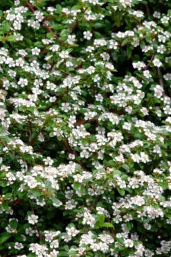 Streib's Findling Cotoneaster - 1 Gallon Pot 12 Streib's Findling Cotoneaster - 1 Gallon Pot -Garden & Outdoors cotoneaster dammeri streibs findling 9