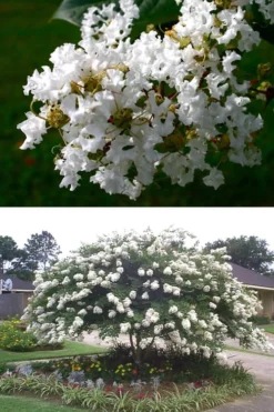 Acoma Weeping White Crape Myrtle - 6 Pack Of 1 Gallon Pots -Garden & Outdoors crape myrtle acoma 500x750 1