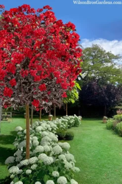 Black Diamond Best Red Crape Myrtle (Single Trunk Tree) - 7 Gallon Pot