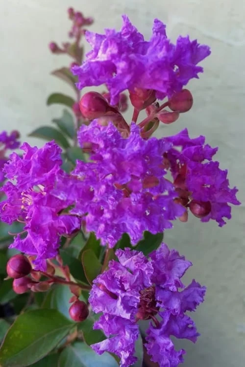 Catawba Purple Crape Myrtle - 1 Gallon Pot -Garden & Outdoors crape myrtle catawba 7