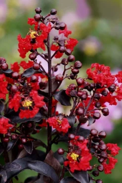 Center Stage Red Black Leaf Crape Myrtle -2 Gallon Pot -Garden & Outdoors crape myrtle center stage red 1