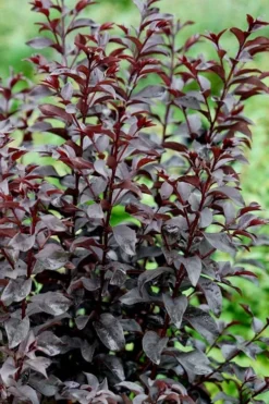 Center Stage Red Black Leaf Crape Myrtle - 3 Gallon Pot -Garden & Outdoors crape myrtle center stage red 4 1