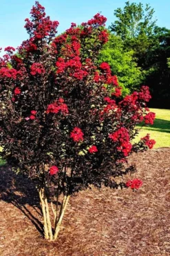 Center Stage Red Black Leaf Crape Myrtle - 3 Gallon Pot -Garden & Outdoors crape myrtle center stage red 5 1