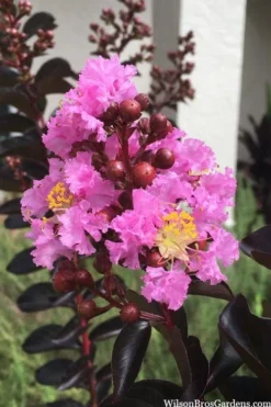 Delta Jazz Crape Myrtle - Single Trunk Topiary Tree - 5 Gallon Pot -Garden & Outdoors crape myrtle delta jazz 201
