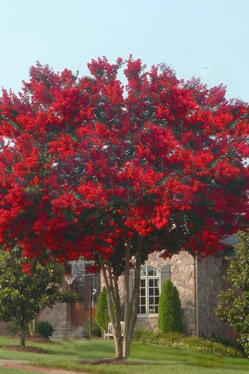 Dynamite Red Crape Myrtle - 1 Gallon Pot 4 Dynamite Red Crape Myrtle - 1 Gallon Pot - Image 4