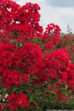 Miss Frances Red Crape Myrtle - 3 Gallon Pot -Garden & Outdoors crape myrtle miss frances red 1