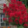 Miss Frances Red Crape Myrtle - 7 Gallon Pot (4-5')