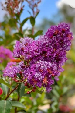 Miss Sandra Purple Crape Myrtle - 1 Gallon Pot -Garden & Outdoors crape myrtle miss sandra purple 2