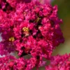 Princess Kylie Dwarf Crape Myrtle - 3 Gallon Pot