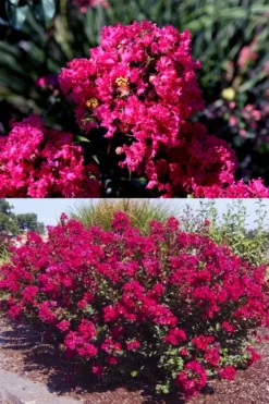Princess Kylie Dwarf Crape Myrtle - 3 Gallon Pot -Garden & Outdoors crape myrtle princess kylie 2