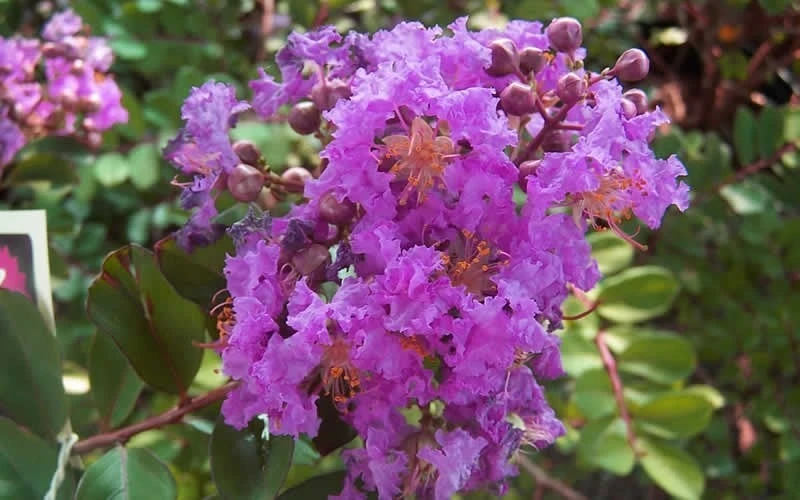 Early Bird Purple Crape Myrtle - 2 Gallon Pot 5 Early Bird Purple Crape Myrtle - 2 Gallon Pot - Image 5