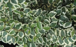 Variegated Creeping Fig - Ficus Pumila 'Variegata' - 6 Pack Of Pint Pots -Garden & Outdoors creeping fig ficus pumila variegata 50