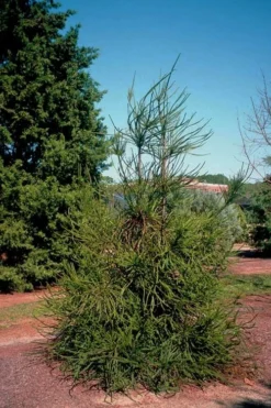 Snake Branch Japanese Cedar - Cryptomeria Japonica 'Araucarioides' - 3 Gallon Pot -Garden & Outdoors cryptomeria japonica araucarioides snake branch japanese cedar 1