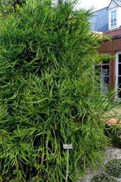 Snake Branch Japanese Cedar - Cryptomeria Japonica 'Araucarioides' - 3 Gallon Pot -Garden & Outdoors cryptomeria japonica araucarioides snake branch japanese cedar 11