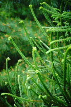 Snake Branch Japanese Cedar - Cryptomeria Japonica 'Araucarioides' - 3 Gallon Pot -Garden & Outdoors cryptomeria japonica araucarioides snake branch japanese cedar 2
