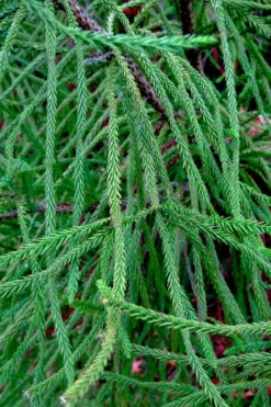 Snake Branch Japanese Cedar - Cryptomeria Japonica 'Araucarioides' - 3 Gallon Pot -Garden & Outdoors cryptomeria japonica araucarioides snake branch japanese cedar 7