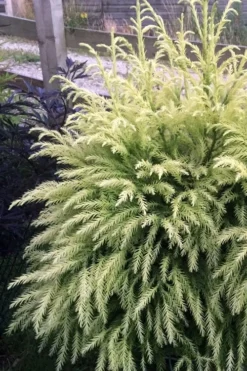 Sekken Sugi Golden Cryptomeria (Japanese Cedar) - 5 Gallon Pot -Garden & Outdoors cryptomeria japonica sekkan sugi japanese cedar 2