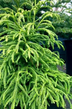 Spiralis Cryptomeria (Japanese Cedar) -2 Gallon Pot -Garden & Outdoors cryptomeria japonica spiralis japanese cedar 2 1
