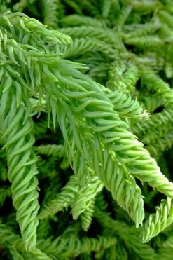 Spiralis Cryptomeria (Japanese Cedar) -2 Gallon Pot -Garden & Outdoors cryptomeria japonica spiralis japanese cedar 3 1