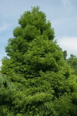 Spiralis Cryptomeria (Japanese Cedar) - 1 Gallon Pot -Garden & Outdoors cryptomeria japonica spiralis japanese cedar 7