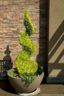 Goldcrest Monterey Lemon Cypress Spiral Topiary - 5 Gallon Pot