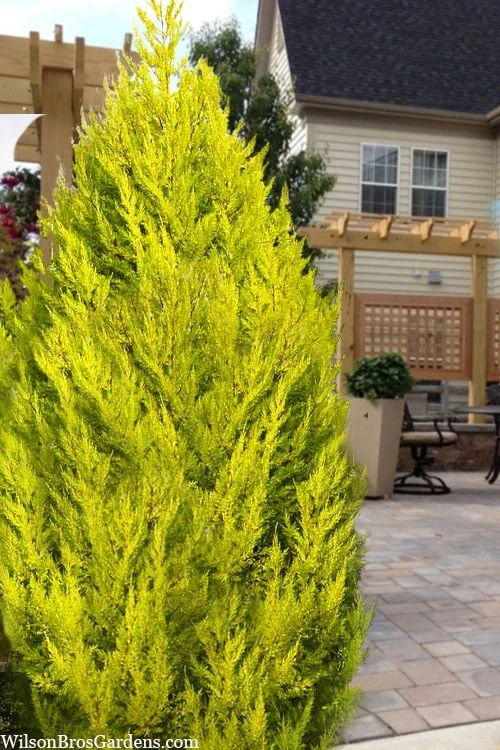 Goldcrest Monterey Lemon Cypress - 5 Gallon Pot 1 Goldcrest Monterey Lemon Cypress - 5 Gallon Pot
