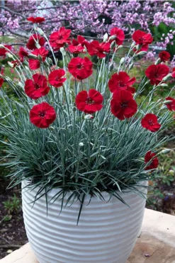 Cherry Pie Dianthus (Carnations) 1 Gallon Pot