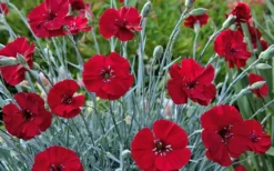Cherry Pie Dianthus (Carnations) 1 Gallon Pot -Garden & Outdoors dianthus cherry pie 800x500 1