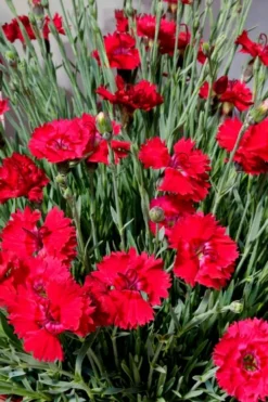 Fire Star Dianthus (Carnation) - 1 Gallon Pot -Garden & Outdoors dianthus fire star 2