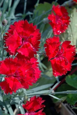 Fire Star Dianthus (Carnation) - 1 Gallon Pot -Garden & Outdoors dianthus fire star cottage pinks 101