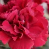 Super Trouper Velvet Red Dianthus (Carnation) - 5 Pack Of Quart Pots