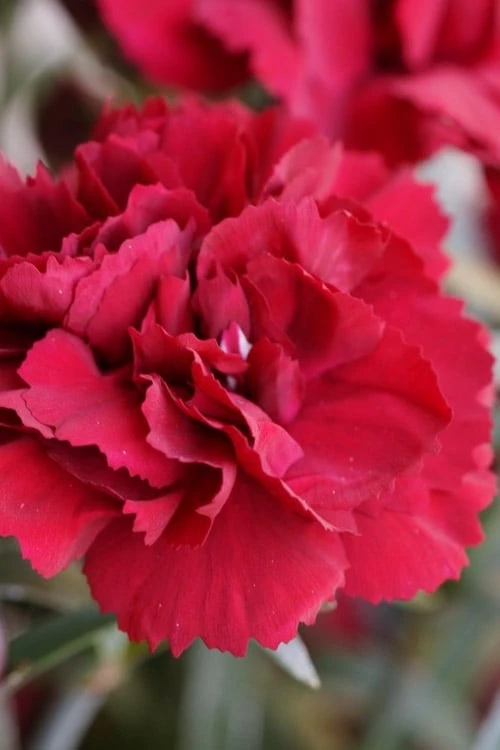 Super Trouper Velvet Red Dianthus (Carnation) - 5 Pack Of Quart Pots 1 Super Trouper Velvet Red Dianthus (Carnation) - 5 Pack Of Quart Pots