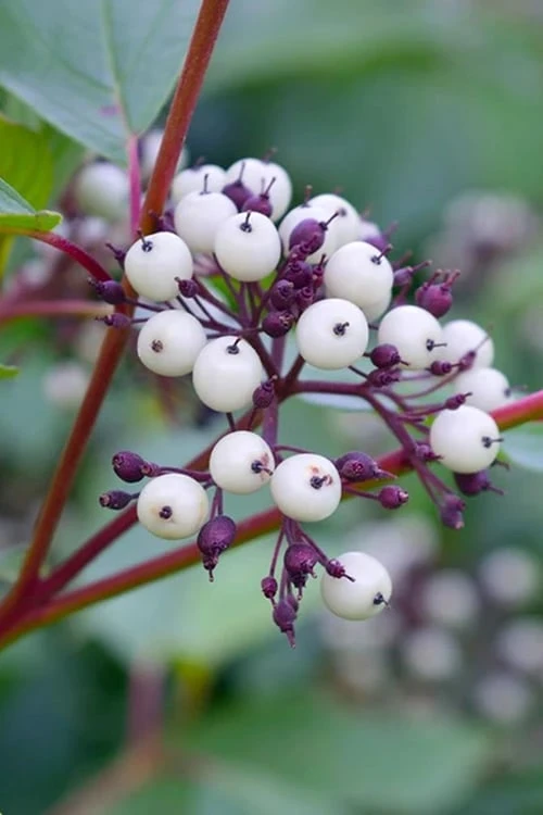 Arctic Fire Red Twig Dogwood - 12" Pot 6 Arctic Fire Red Twig Dogwood - 12" Pot - Image 6