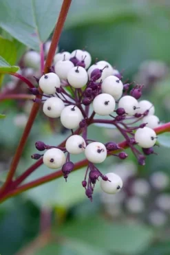 Red Osier Red Twig Dogwood (Cornus Sericea) - 1 Gallon Pot -Garden & Outdoors dogwood red osier 500x750 4