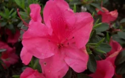 Autumn Carnival Encore Azalea - 1 Gallon Pot -Garden & Outdoors encore azalea autumn carnival