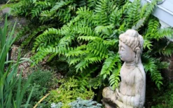 Japanese Holly Fern - Cyrtomium Falcatum 'Rochfordianum' - 2.5 Quart Pot 11 Japanese Holly Fern - Cyrtomium Falcatum 'Rochfordianum' - 2.5 Quart Pot -Garden & Outdoors fern20holly203