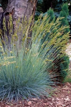 Blue Fescue Grass (Festuca Glauca) - 5 Pack Of Quart Pots -Garden & Outdoors festuca glauca blue fescue grass 13