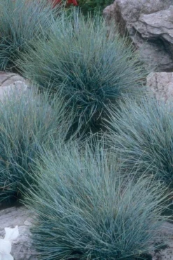 Blue Fescue Grass (Festuca Glauca) - 5 Pack Of Quart Pots -Garden & Outdoors festuca glauca blue fescue grass 14