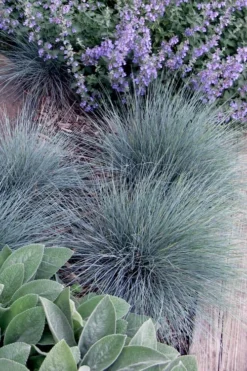 Blue Fescue Grass (Festuca Glauca) - 1 Gallon Pot -Garden & Outdoors festuca glauca blue fescue grass 7 1