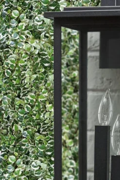 Variegated Creeping Fig - Ficus Pumila 'Variegata' - 6 Pack Of Pint Pots -Garden & Outdoors ficus pumila variegata creeping fig 101