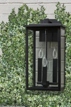 Variegated Creeping Fig - Ficus Pumila 'Variegata' - 6 Pack Of Pint Pots -Garden & Outdoors ficus pumila variegata creeping fig 102