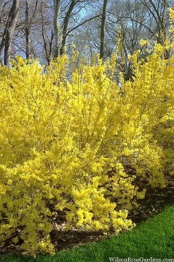 Believe It Or Not Forsythia - 2 Gallon Pot -Garden & Outdoors forsythia believe it or not 3