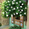 August Beauty Gardenia (Single Trunk Topiary Tree) - 5 Gallon Pot
