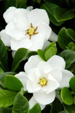 Buttons Gardenia - 6 Pack Of 1 Gallon Pots 9 Buttons Gardenia - 6 Pack Of 1 Gallon Pots -Garden & Outdoors gardenia buttons 1 1